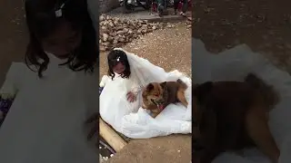 Dog Really Loves the Wedding Dress || ViralHog