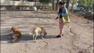 Spoiling Dog with Biscuits: A Heartwarming&nbsp;Treat&nbsp;Time! |एक प्रेमभरा&nbsp;समय! ||#animals #dog