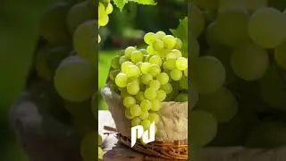 PlantDefender na Hortitec 2018