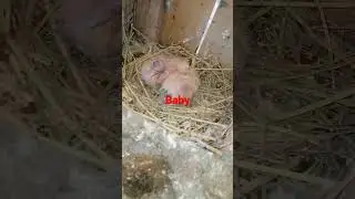 black tail pigeon history full video # pigeon # YouTube # shorts