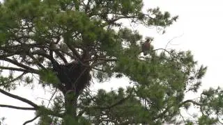 Eaglet Release 