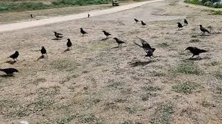 Literally just 13 minutes of feeding and talking to crows