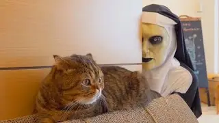 Juste un tas de chats effray&eacute;s - Quelles choses peuvent menacer les chats? || WillTard