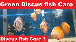 How to care Green Discus fish ? Green Discus fish Care in hindi ?