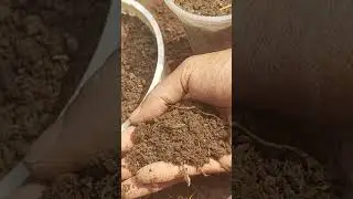 #aloevera #tips #gardening #banglatips #aloeveraplant #chas #farming #dragon #nature #banglatips