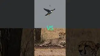 BIRD VS CHEETAH #edit  #animals #fyp #wildlife #strong