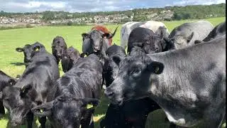 Cow Army!