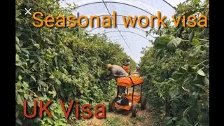 #uk_seasonal_work_visa | UK farm worker visa | UK farm visa scheme |#ukvisa #ukworkvisa