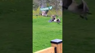 Maverick and Goose! Canada Geese fly past  my house! #birds #wildlife #fly  #canada #nature #fyp