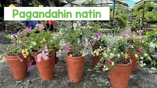 Pagandahin natin ang mga bougainvillea / lipat natin ng paso ang bougainvillea para mas gumanda