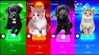 Cute Kittens VS Cute Puppies | Bongo Cat & Bongo Dog | Tiles Hop EDM Rush