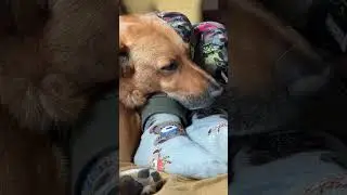Pluto szuka domku z duza kanapa [wiecej na FB]