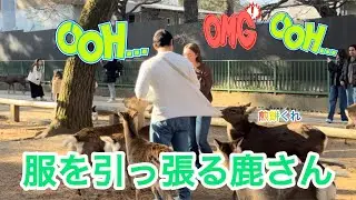 服を引っ張る鹿さん🫎早く煎餅が欲しい🍘奈良公園