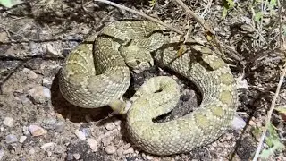 Great night road cruising for snakes in the Mojave desert.