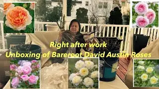 Unboxing of David Austin Bareroot Roses. Replanting Boxwoods and Oakland Holly Standard