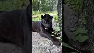 Black Panther: The dark shadow of the forest that even the night gets scared of seeing #informati...