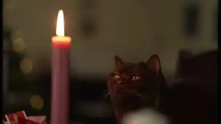 Cat Sweet Moments