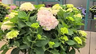 Hydrangea Everlasting&reg; Noblesse // Huge, Long Lasting Flowers On Compact Plants (Short Version)