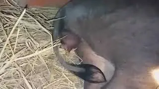 close-up wild boar born 12 extremely beautiful pigs