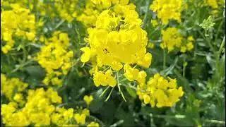 Cantik sekali pemandangan ladang bunga Canola di Jerman.
