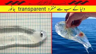 5 Most Amazing Transparent Animals in the world | Zohab TV