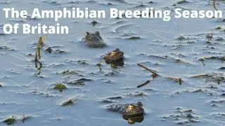 The Amphibian Breeding Season of Britain