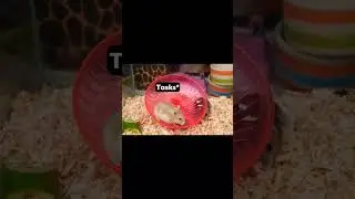 POV: That 'moment' when the Manager is near/watching😄😅 #hamsterwheel #busy #pets  #funnyshorts