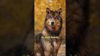 Top 10 dengrous dog breeds in 2025😱