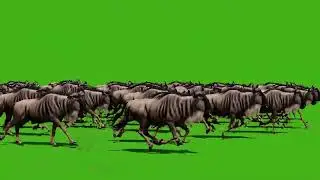 Wild Wildebeest Animal Stampede Green Screen | Wildebeest Funny Race 😂😂