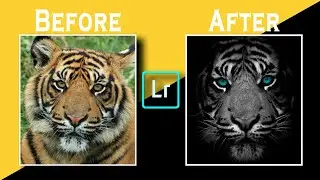 How to Edit Tiger Photo in Lightroom Mobile🐯|🔥Professional BnW Photo Editing in LR🔥|&hearts;BE PhotoMaker&hearts;