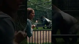 Not Another Harambe The Moment a Gorilla Becomes a Hero