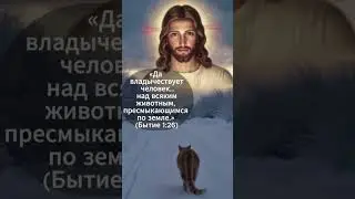 О преданности кота