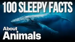 The Most Relaxing Facts About Animals to Fall Asleep To