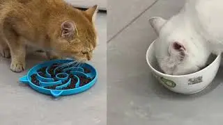 Silicone Slow Feeder Cat Bowl
