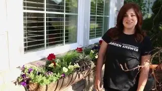 How to Plant a Summer Window Box | Proven Winners&reg; Garden Ideas