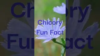 Chicory - Fun Fact