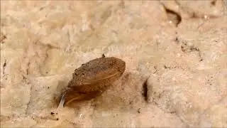 Caracollina lenticula