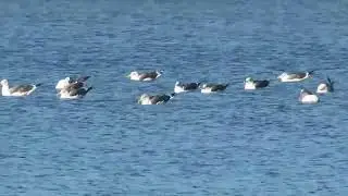 Lesser black-backed gulls, PVP, Bucks County PA 11/2/25