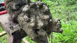 These Hooves Were in Terrible Condition! Massive Draft Horse Hoof Restoration