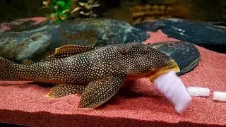 Sunshine plecos
