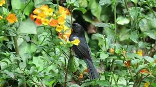 Diglossa humeralis | Black Flowerpiercer | Picaflor Negro