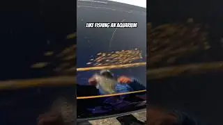 До появления FFS этих рыб, вероятно, никогда не было бы так легко найти и удержать. #слишкомлегко
