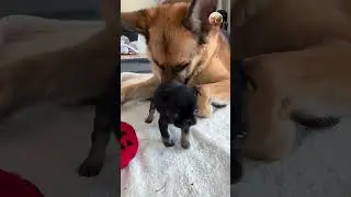 Gentle Giant Becomes Dad to Tiny Puppies ❤️ | Tails_H2Me #dogshorts #puppyrescue #gentlegiant