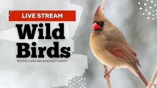 Live Stream - Bird Camera - South Carolina Woodlands - Calming relaxing background video
