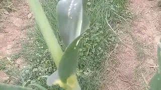 Basic about some imp fodder leaves - maize, sorghum, para grass, hybrid napier. 