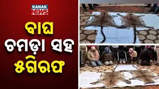 ରାୟଗଡ଼ାରୁ ବାଘ ଚମଡ଼ା ଜବତ।  | Two Leopard Skins Seized in Rayagada | Kanak News Digital