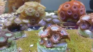 Fishofhex 7k subs contest