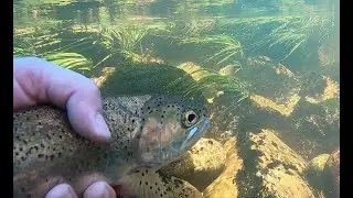 DREAM DAY fishing for trout on the Molenaars River...
