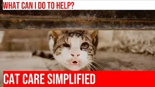 Managing Stress & Anxiety in Cats: Recognizing the Signs