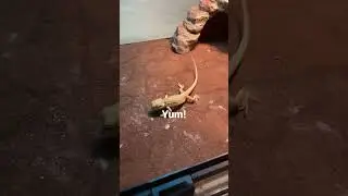 Cute!!! #bestpet #cute #funnypets #trending